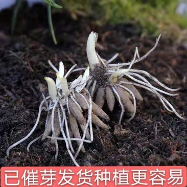 带牙花毛莨种球种根盆栽花卉种子