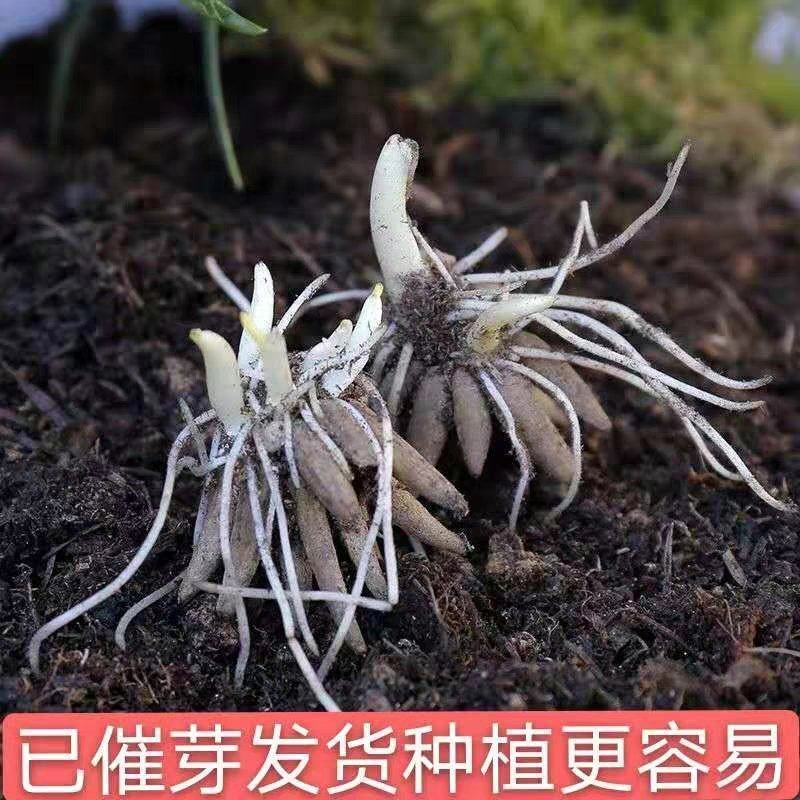 带牙花毛莨种球种根盆栽花卉种子