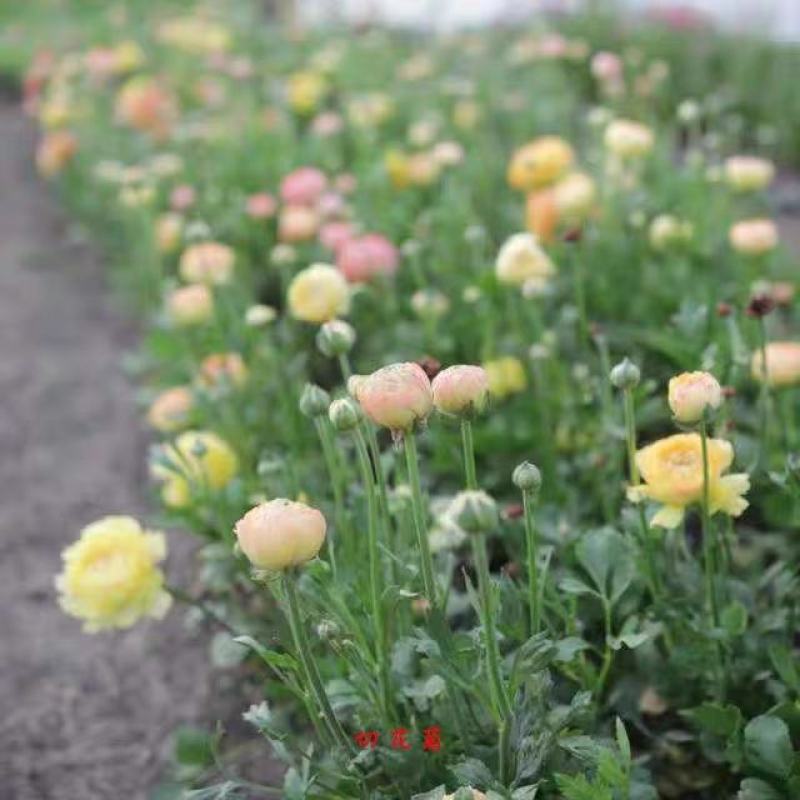带牙花毛莨种球种根盆栽花卉种子