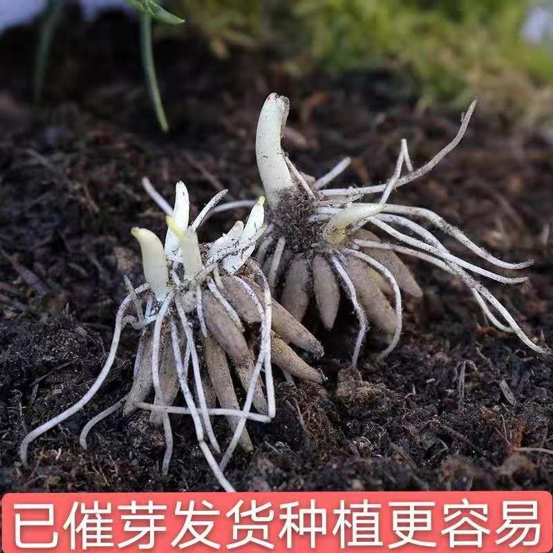 带牙花毛莨种球种根盆栽花卉种子