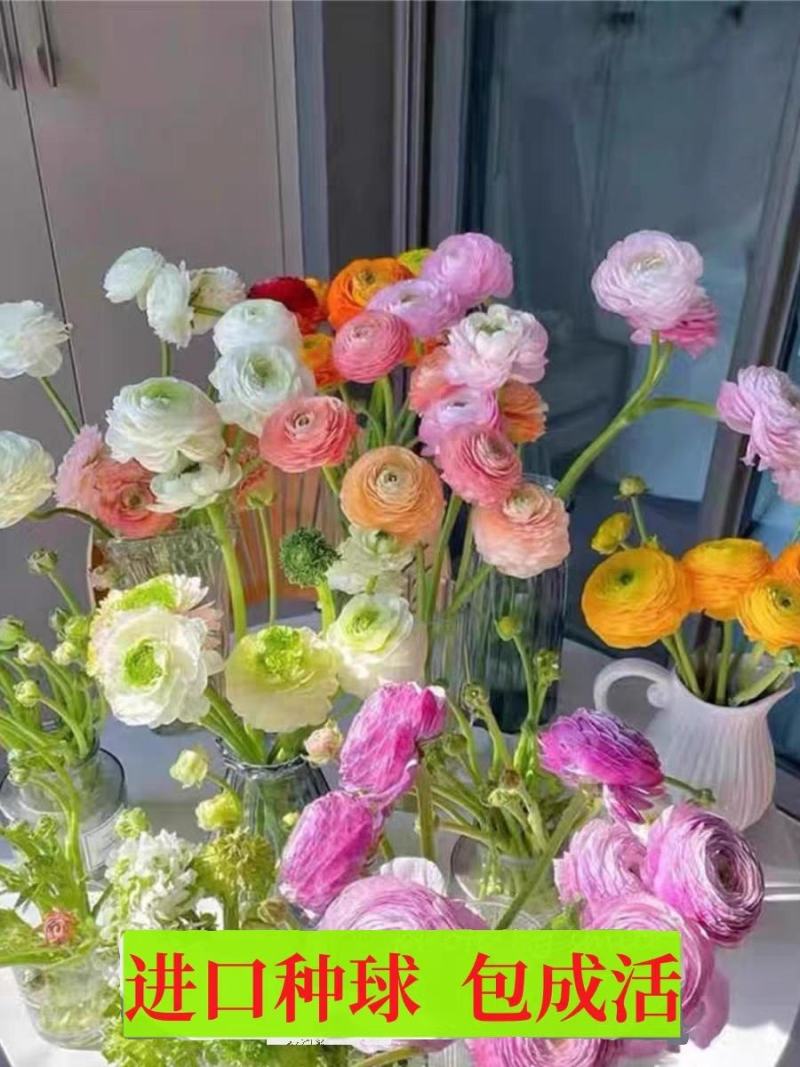 带牙花毛莨种球种根盆栽花卉种子