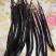 苏茄6号茄子种子
