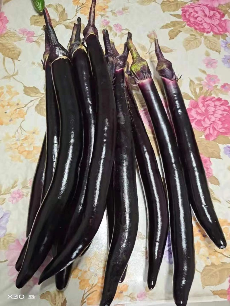 苏茄6号茄子种子