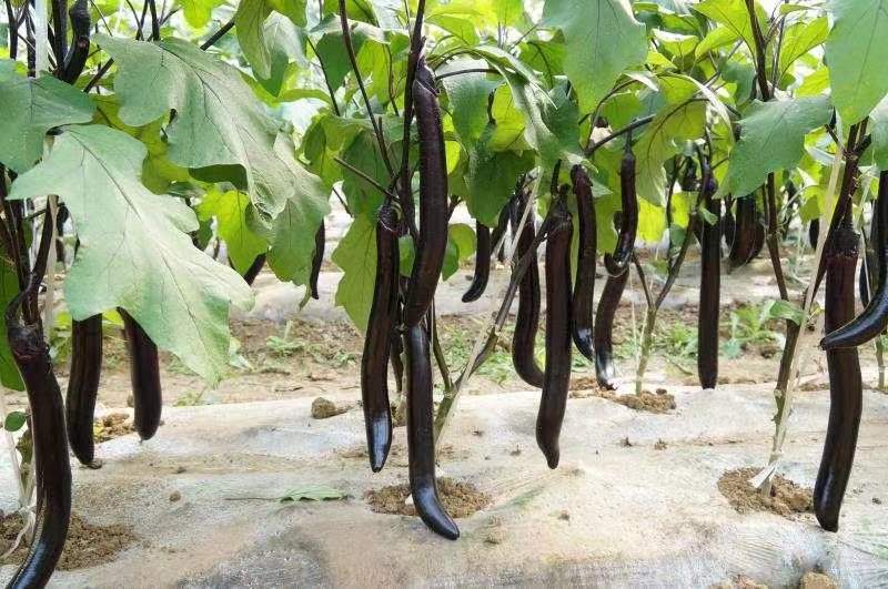 苏茄6号茄子种子