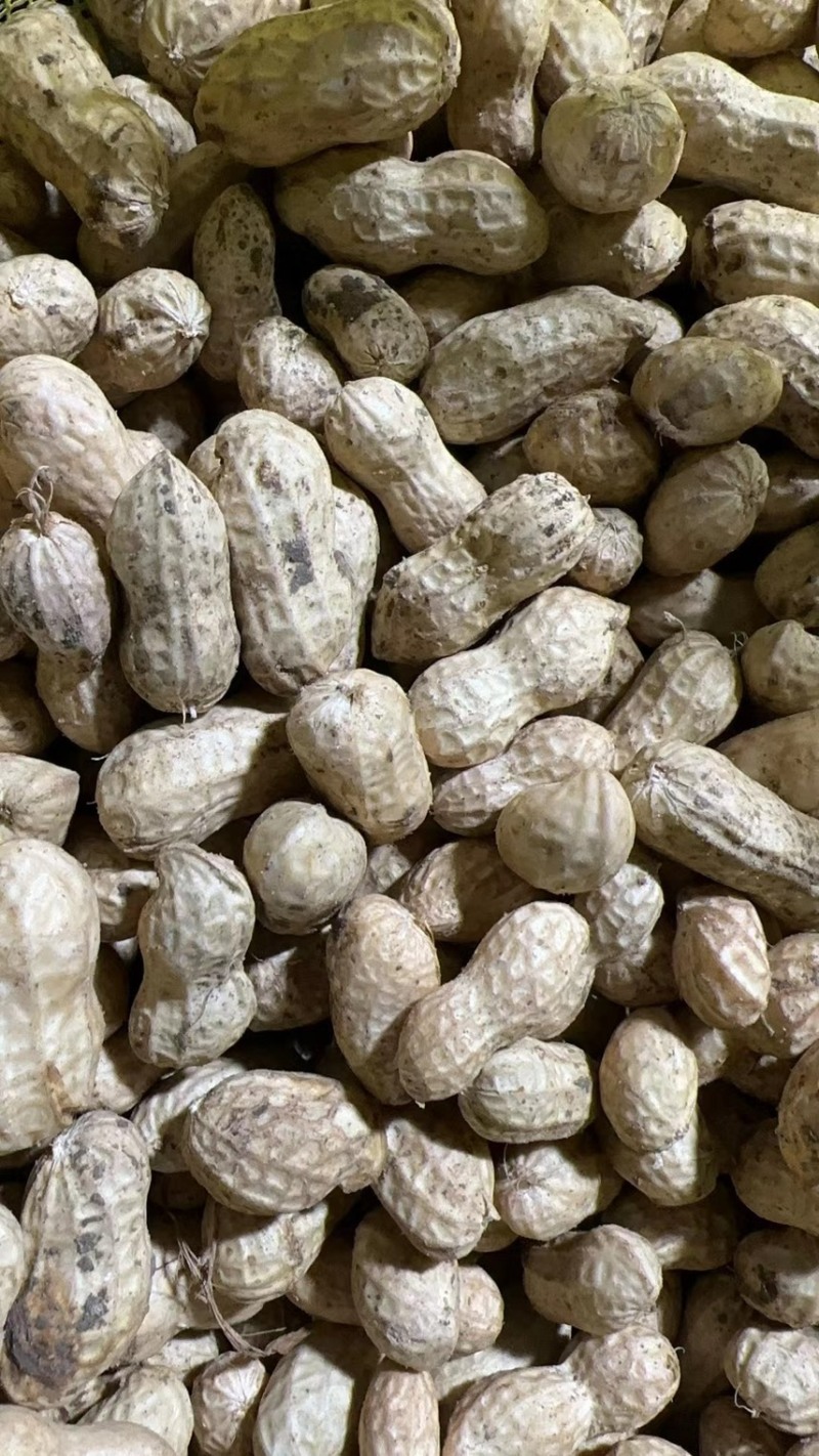 【精选】大白沙花生-颗颗饱满-量大从优-品质保障-可验货
