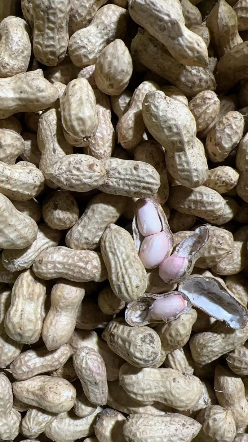 【精选】大白沙花生-颗颗饱满-量大从优-品质保障-可验货