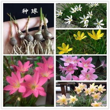 葱兰花苗风雨兰种球韭兰盆栽户外宿根北方耐寒庭院花卉绿化苗