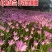 葱兰花苗风雨兰种球韭兰盆栽户外宿根北方耐寒庭院花卉绿化苗