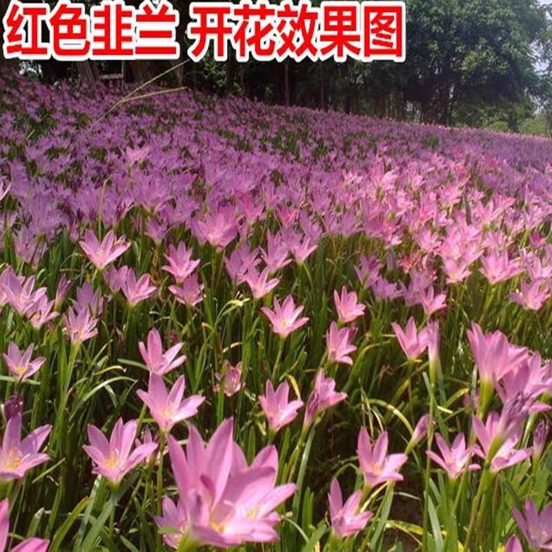 葱兰花苗风雨兰种球韭兰盆栽户外宿根北方耐寒庭院花卉绿化苗