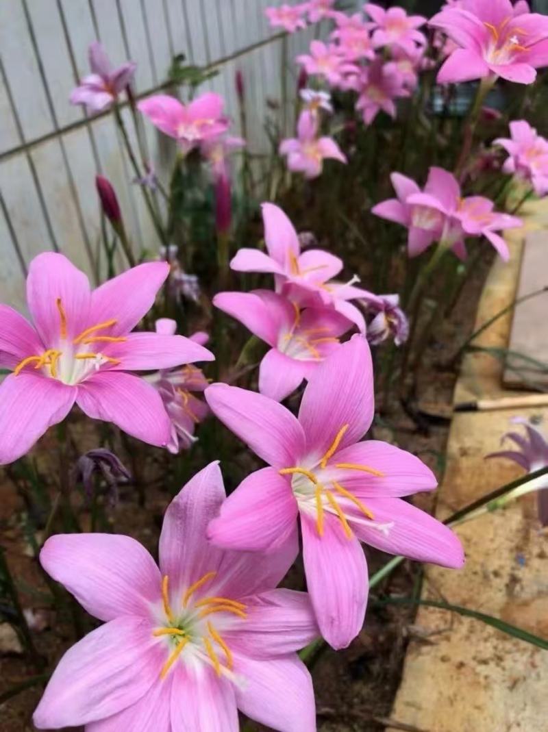 葱兰花苗风雨兰种球韭兰盆栽户外宿根北方耐寒庭院花卉绿化苗