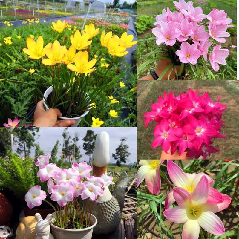 葱兰花苗风雨兰种球韭兰盆栽户外宿根北方耐寒庭院花卉绿化苗