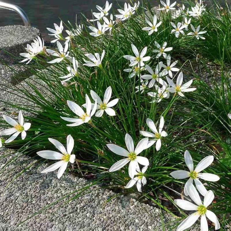 葱兰花苗风雨兰种球韭兰盆栽户外宿根北方耐寒庭院花卉绿化苗