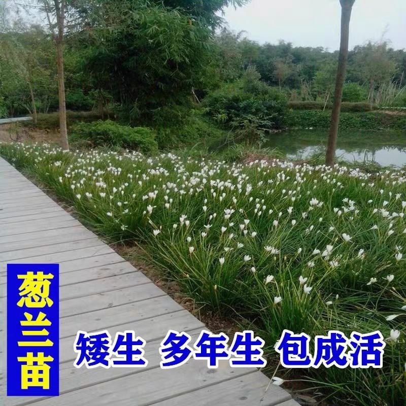 葱兰花苗风雨兰种球韭兰盆栽户外宿根北方耐寒庭院花卉绿化苗