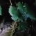 优质阳光玫瑰蓝葡萄苗成活率高大量上市诚信经营品质保证欢迎