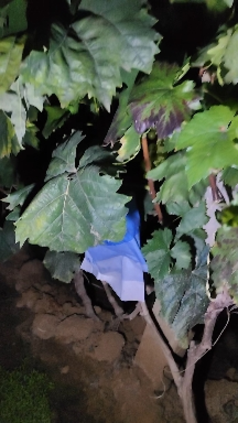 优质阳光玫瑰蓝葡萄苗成活率高大量上市诚信经营品质保证欢迎