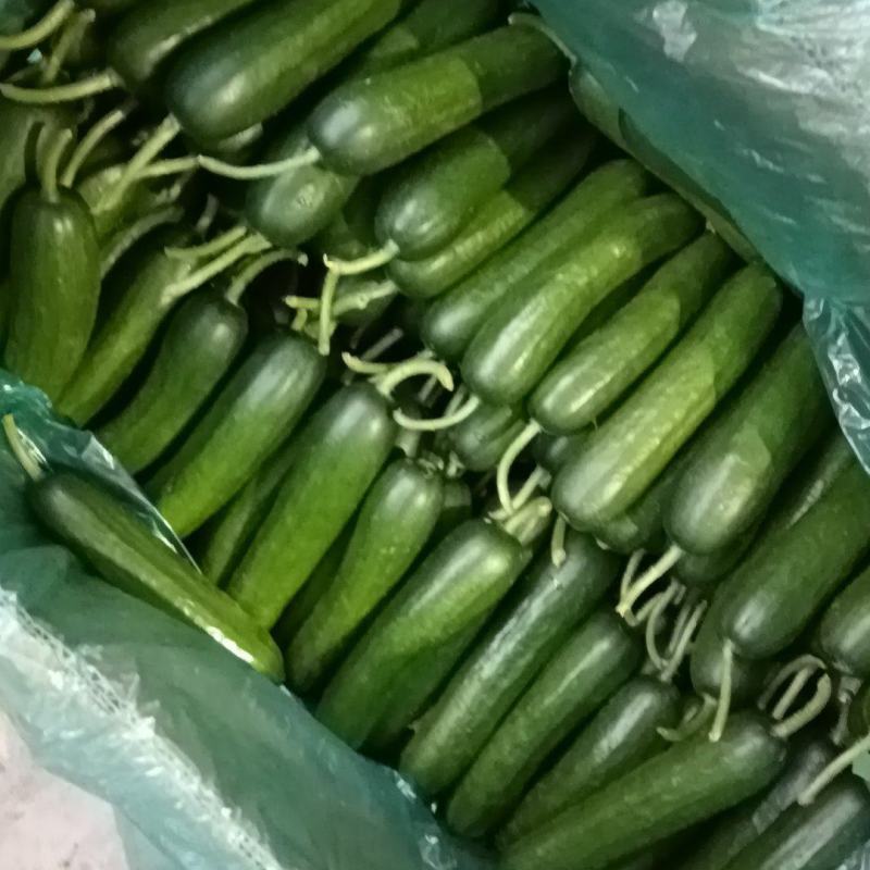 水果黄瓜大量供应产地批发一手货源量大从优