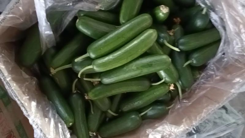 水果黄瓜大量供应产地批发一手货源量大从优