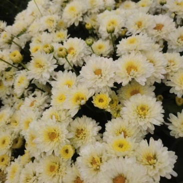 菊花