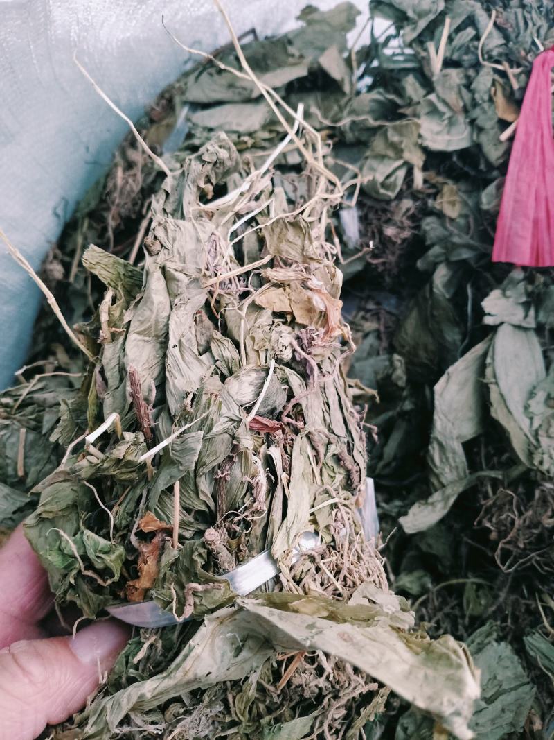 见血清，正品野生见血青质量保证经营各种中药材欢迎咨询选购