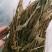 见血清，正品野生见血青质量保证经营各种中药材欢迎咨询选购