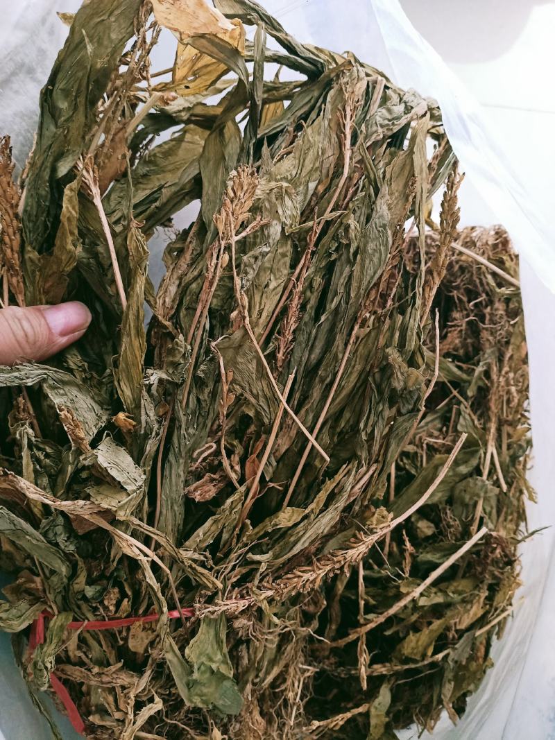 见血清，正品野生见血青质量保证经营各种中药材欢迎咨询选购