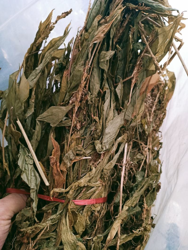 见血清，正品野生见血青质量保证经营各种中药材欢迎咨询选购
