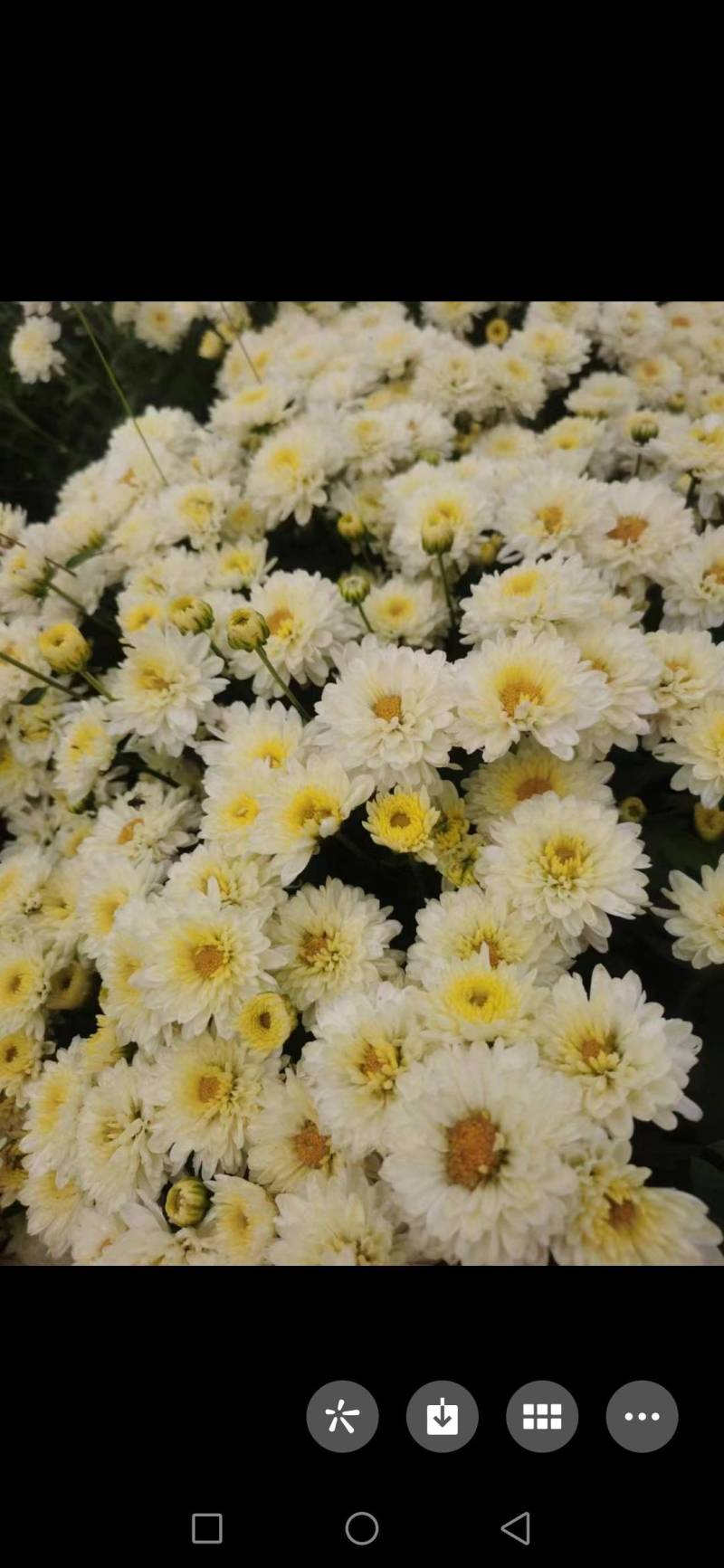 菊花