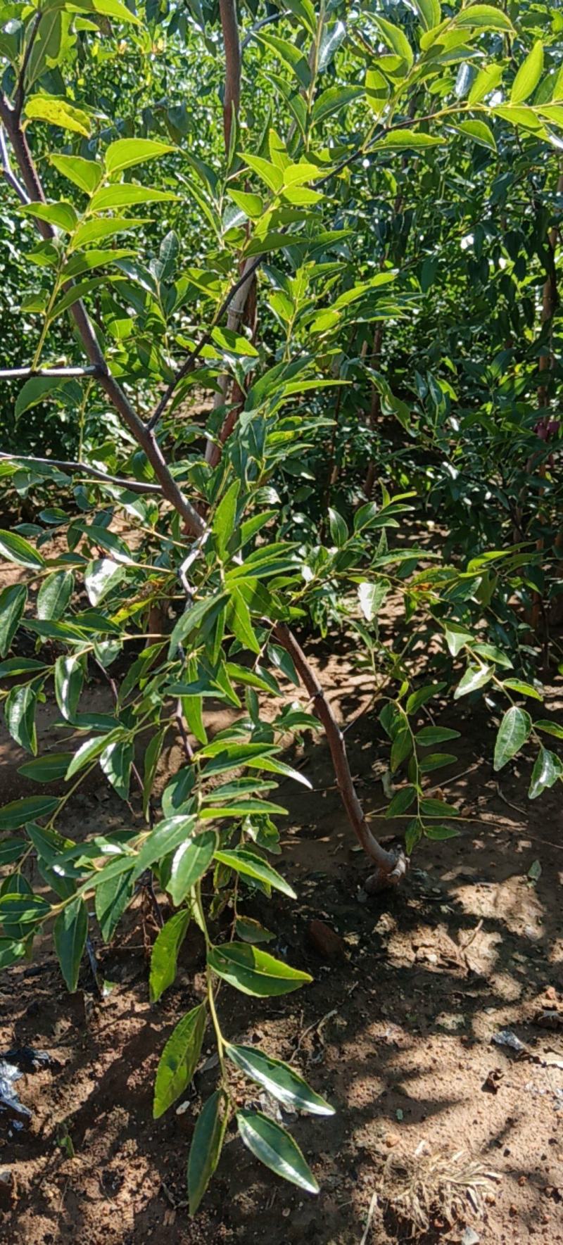 磨盘枣树苗优质嫁接苗可实地考察订购