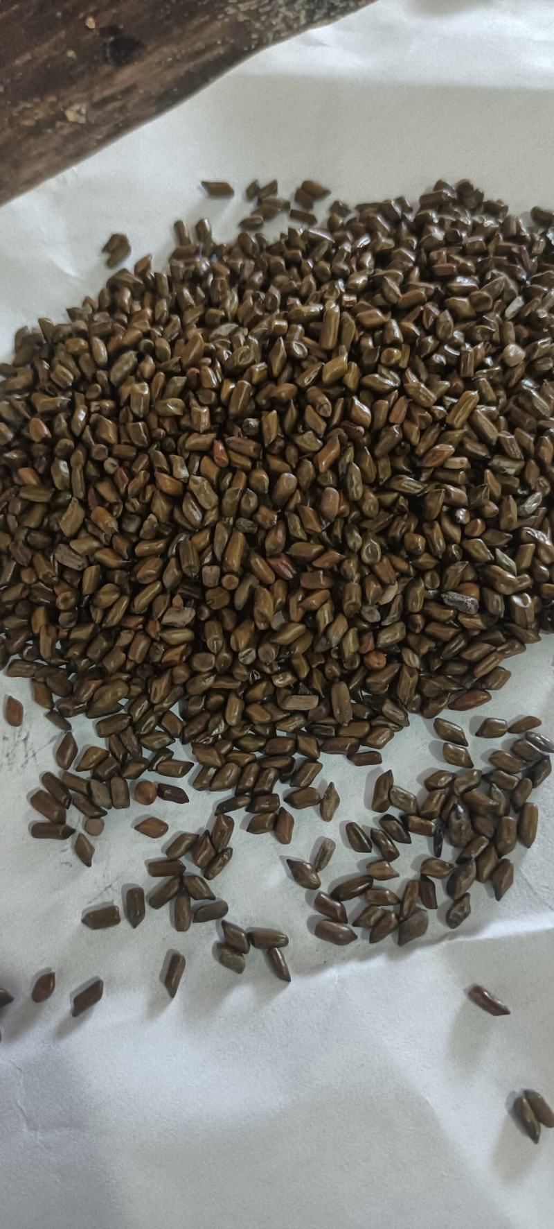 精品决明子，选货，质量好，产地直发，量大从优