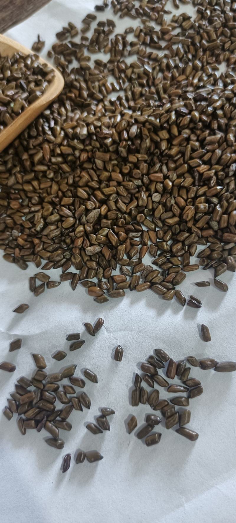 精品决明子，选货，质量好，产地直发，量大从优