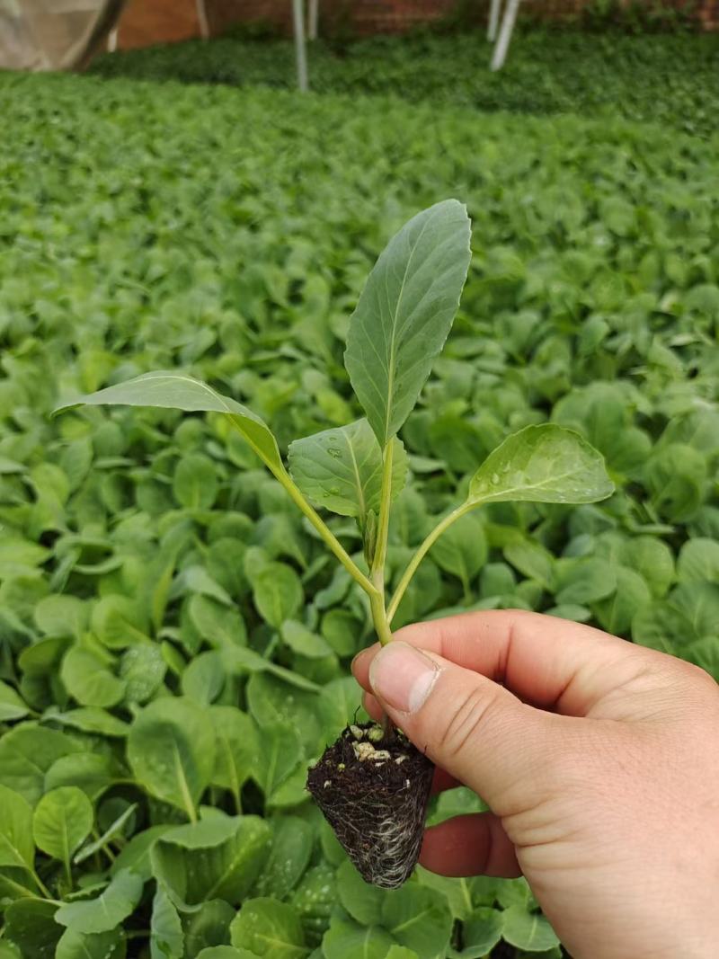 有机松花菜苗菜花苗小米粒有机花苗松花菜苗代收代发