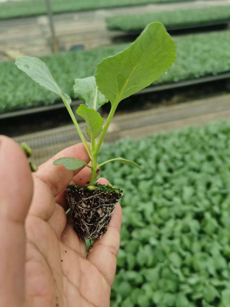 有机松花菜苗菜花苗小米粒有机花苗松花菜苗代收代发