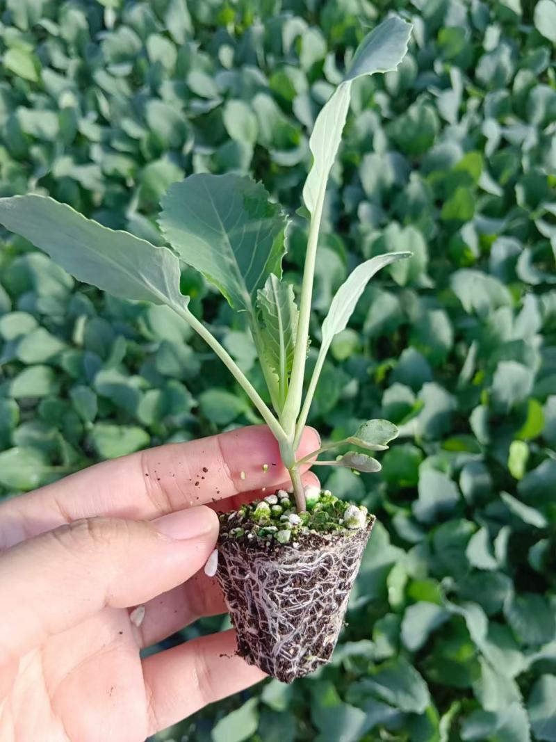 有机松花菜苗菜花苗小米粒有机花苗松花菜苗代收代发