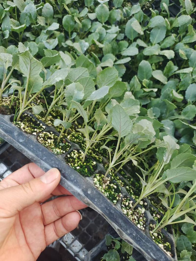有机松花菜苗菜花苗小米粒有机花苗松花菜苗代收代发