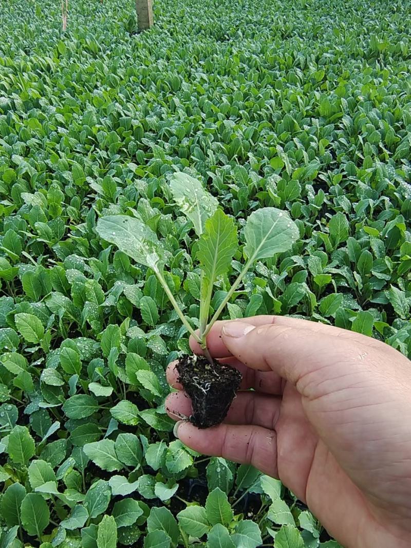 有机松花菜苗菜花苗小米粒有机花苗松花菜苗代收代发