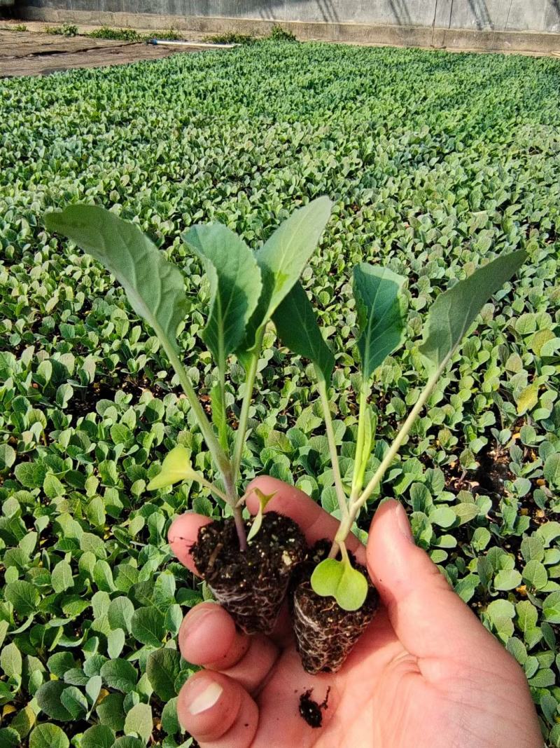 有机松花菜苗菜花苗小米粒有机花苗松花菜苗代收代发