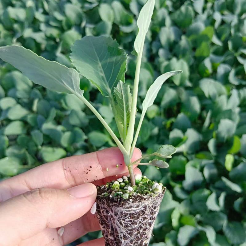 有机松花菜苗菜花苗小米粒有机花苗松花菜苗代收代发