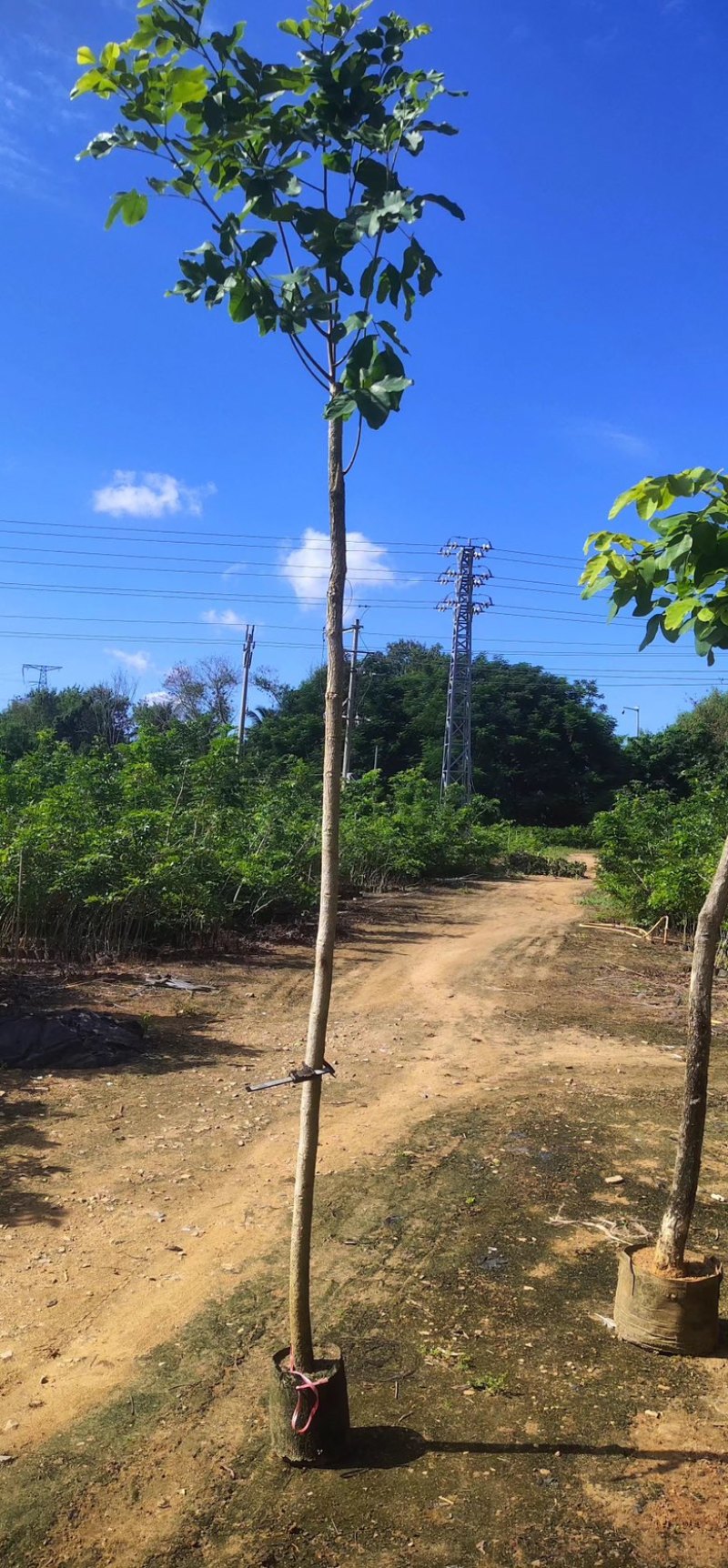 印度小叶紫檀树苗，正宗小叶紫檀树苗，各种规格齐全