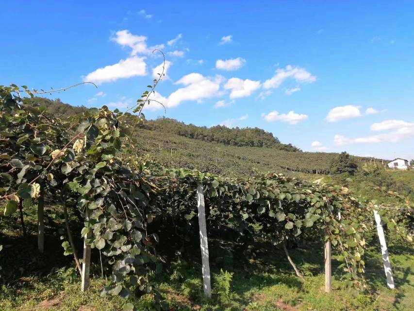 猕猴桃果园实景图