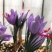 藏红花种球苗西红花番红花种籽子室内阳台观赏四季开花卉绿植