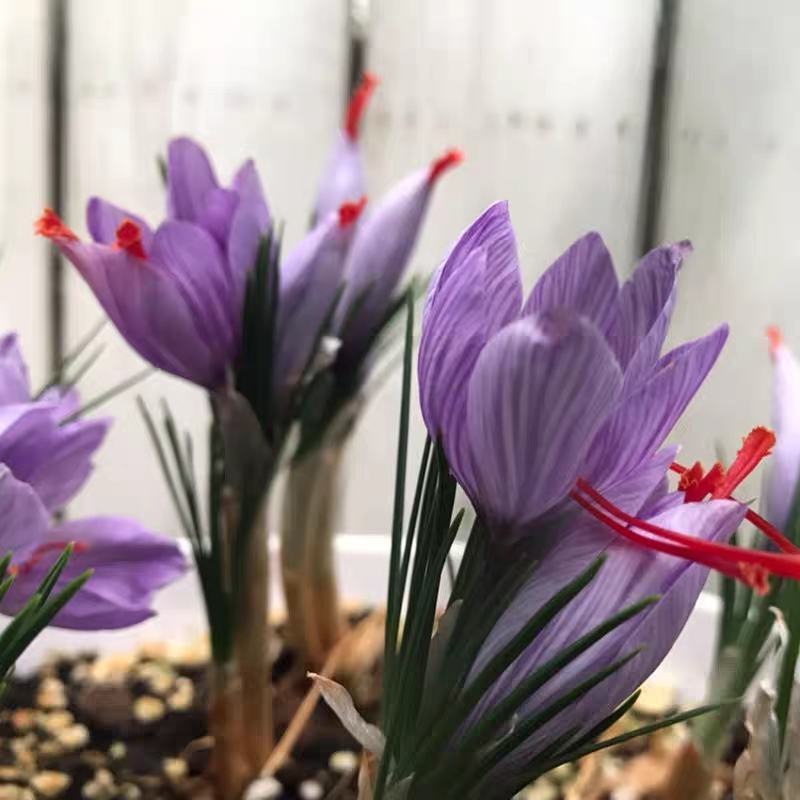 藏红花种球苗西红花番红花种籽子室内阳台观赏四季开花卉绿植