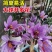 藏红花种球苗西红花番红花种籽子室内阳台观赏四季开花卉绿植