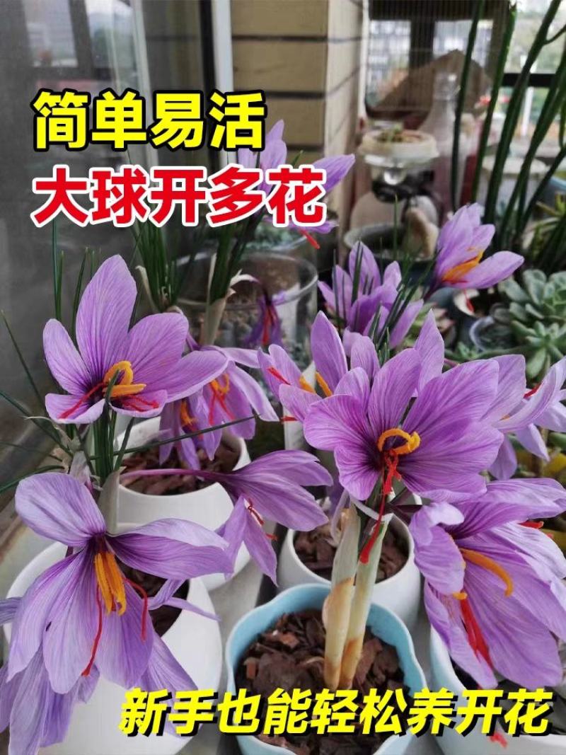藏红花种球苗西红花番红花种籽子室内阳台观赏四季开花卉绿植