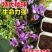 藏红花种球苗西红花番红花种籽子室内阳台观赏四季开花卉绿植