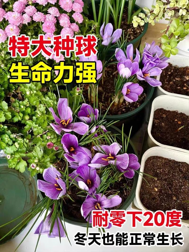 藏红花种球苗西红花番红花种籽子室内阳台观赏四季开花卉绿植