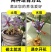 藏红花种球苗西红花番红花种籽子室内阳台观赏四季开花卉绿植