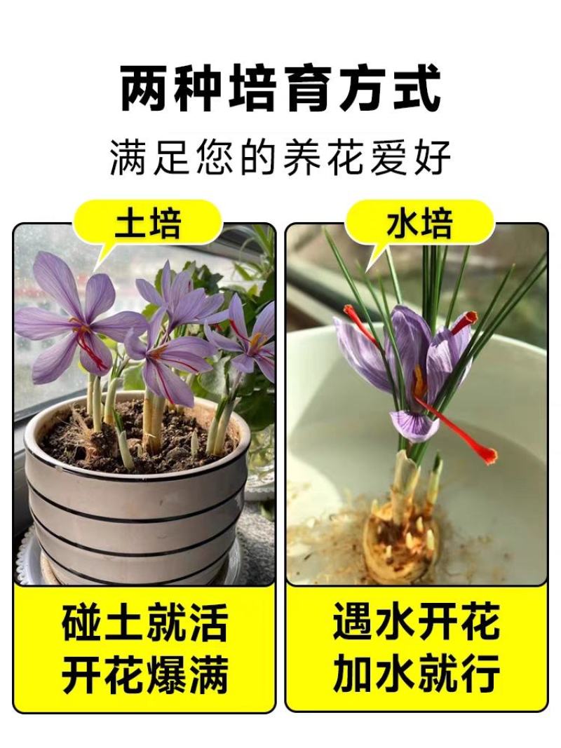 藏红花种球苗西红花番红花种籽子室内阳台观赏四季开花卉绿植