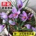 藏红花种球苗西红花番红花种籽子室内阳台观赏四季开花卉绿植