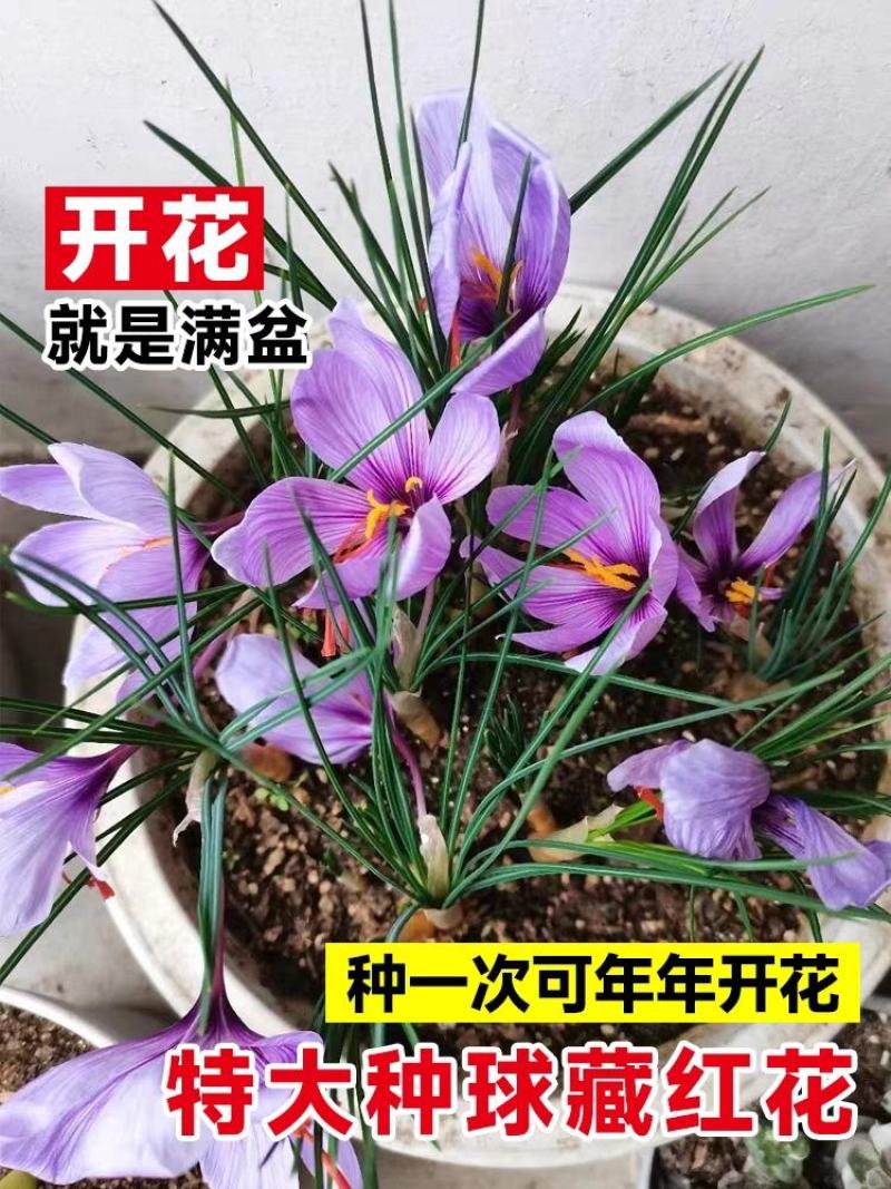 藏红花种球苗西红花番红花种籽子室内阳台观赏四季开花卉绿植