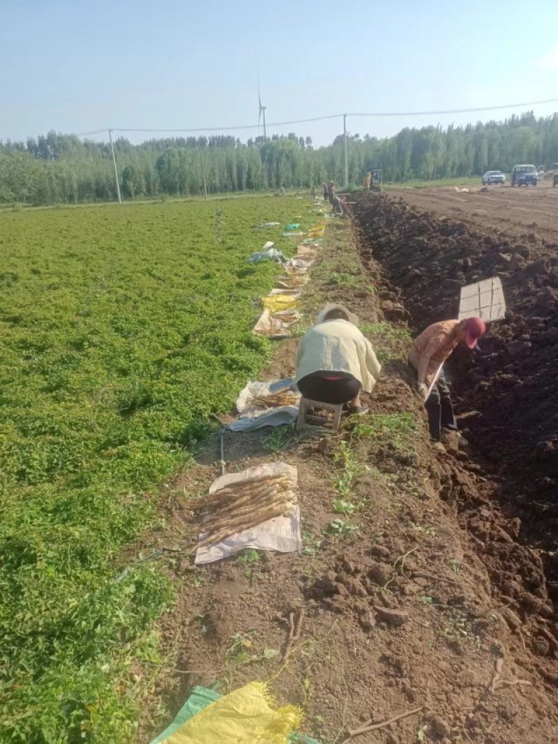 铁棍山药河南温县怀山药新鲜怀参60公分长山药